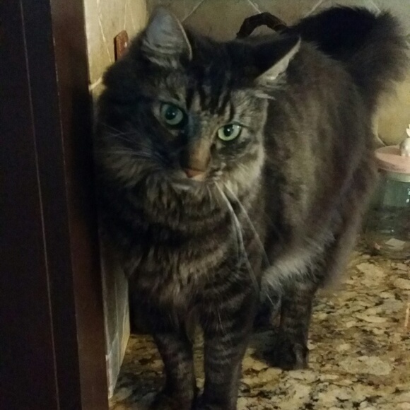 Meet your Posher, Diana - Picture 1 of 2